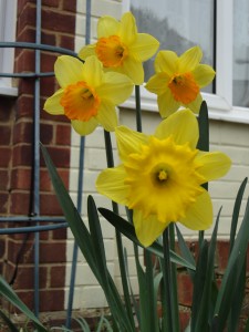 Early Spring Flowers