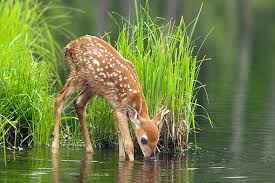 deer-water